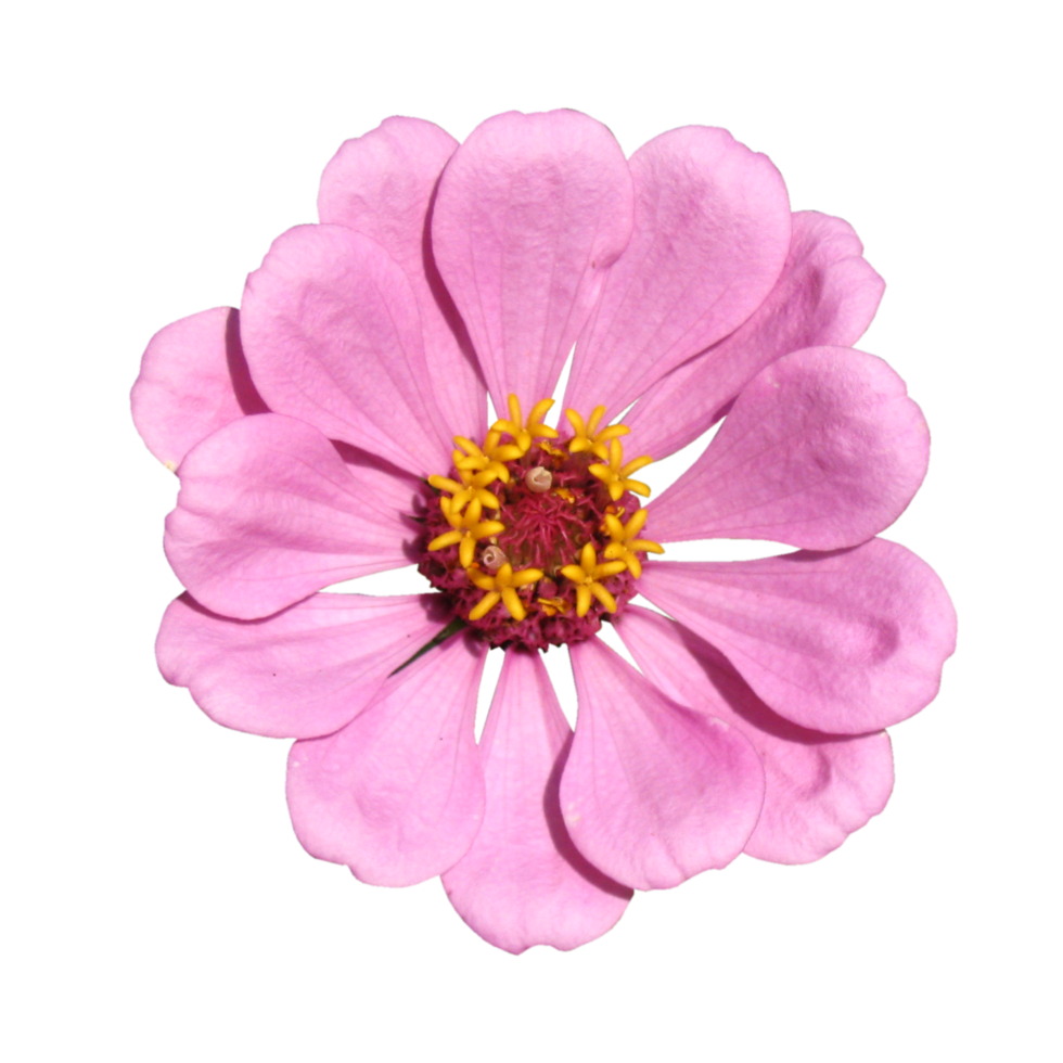 Common zinnia transparent png