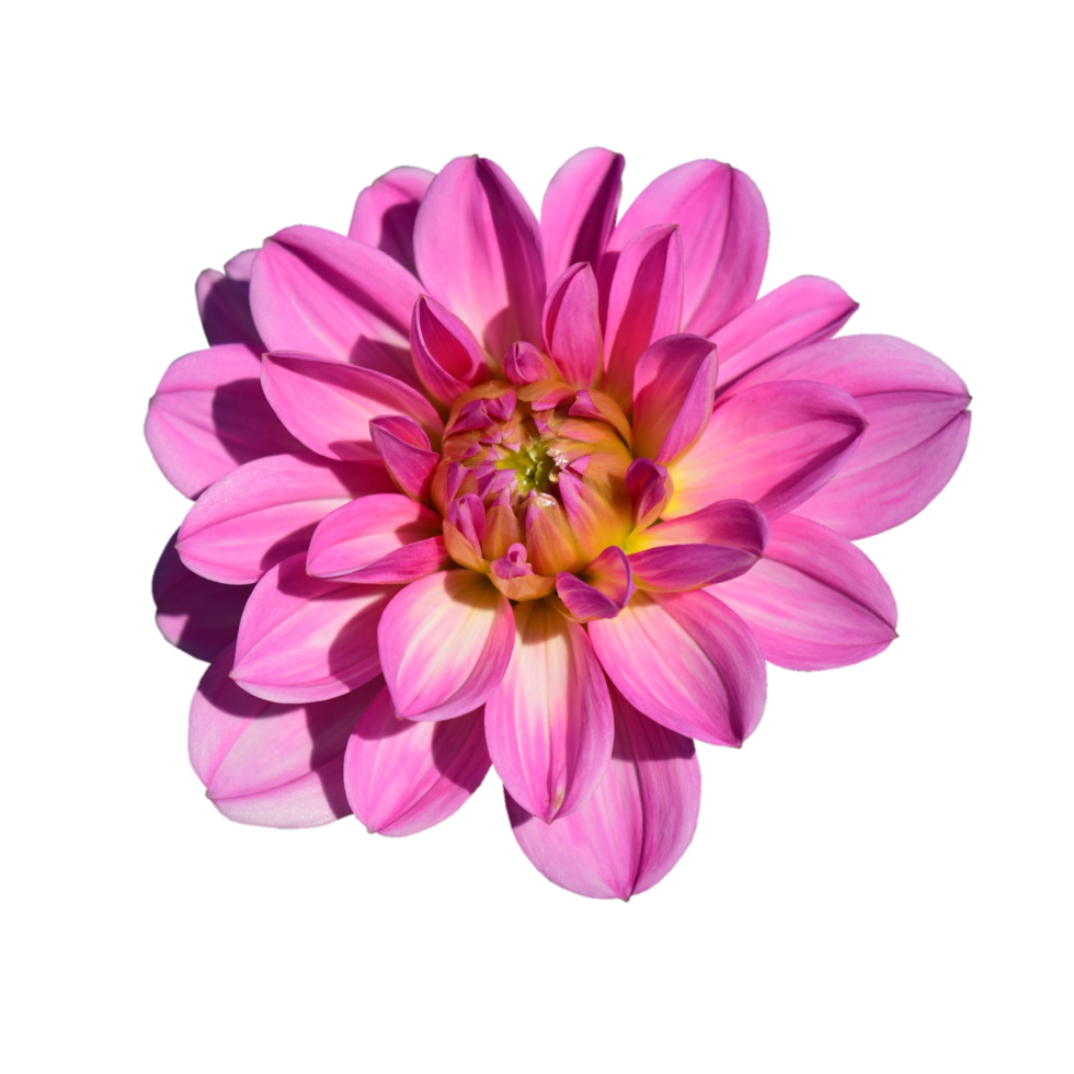 Dahlia transparent background png