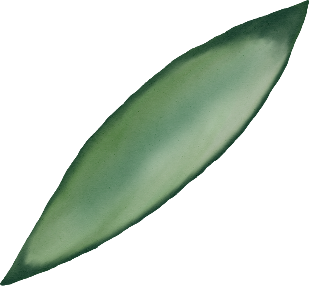 watercolour green leaf png