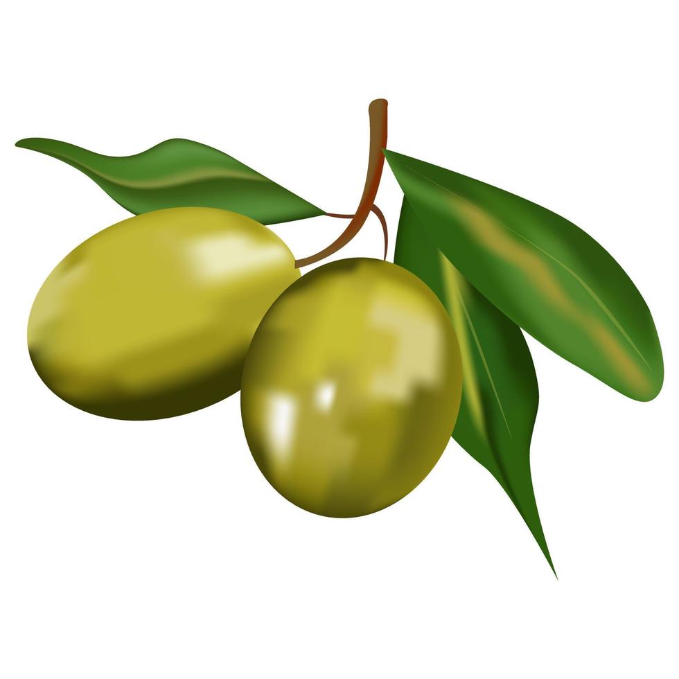 Realistic Olive Fruit vector