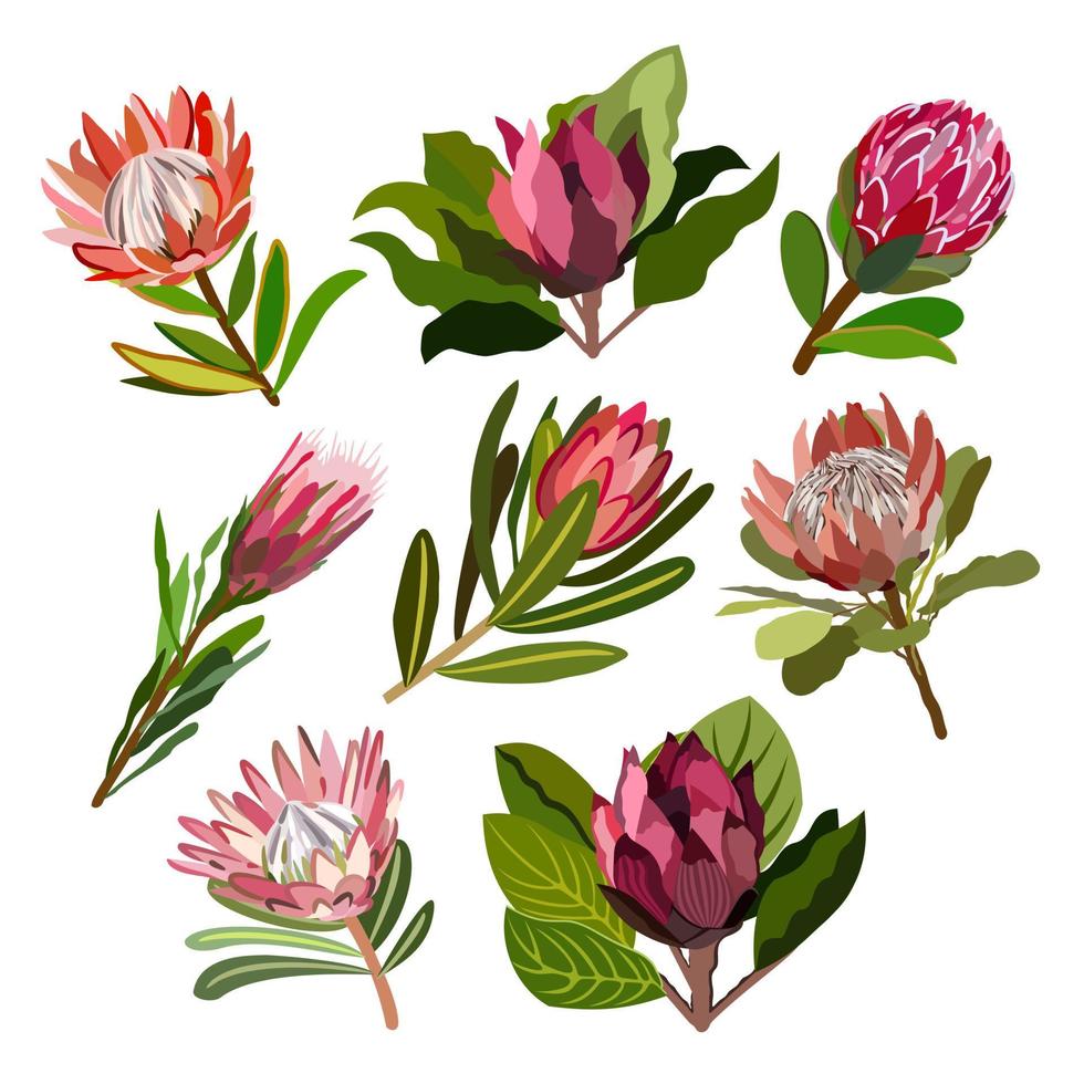 Vector floral collection of protea flowers.