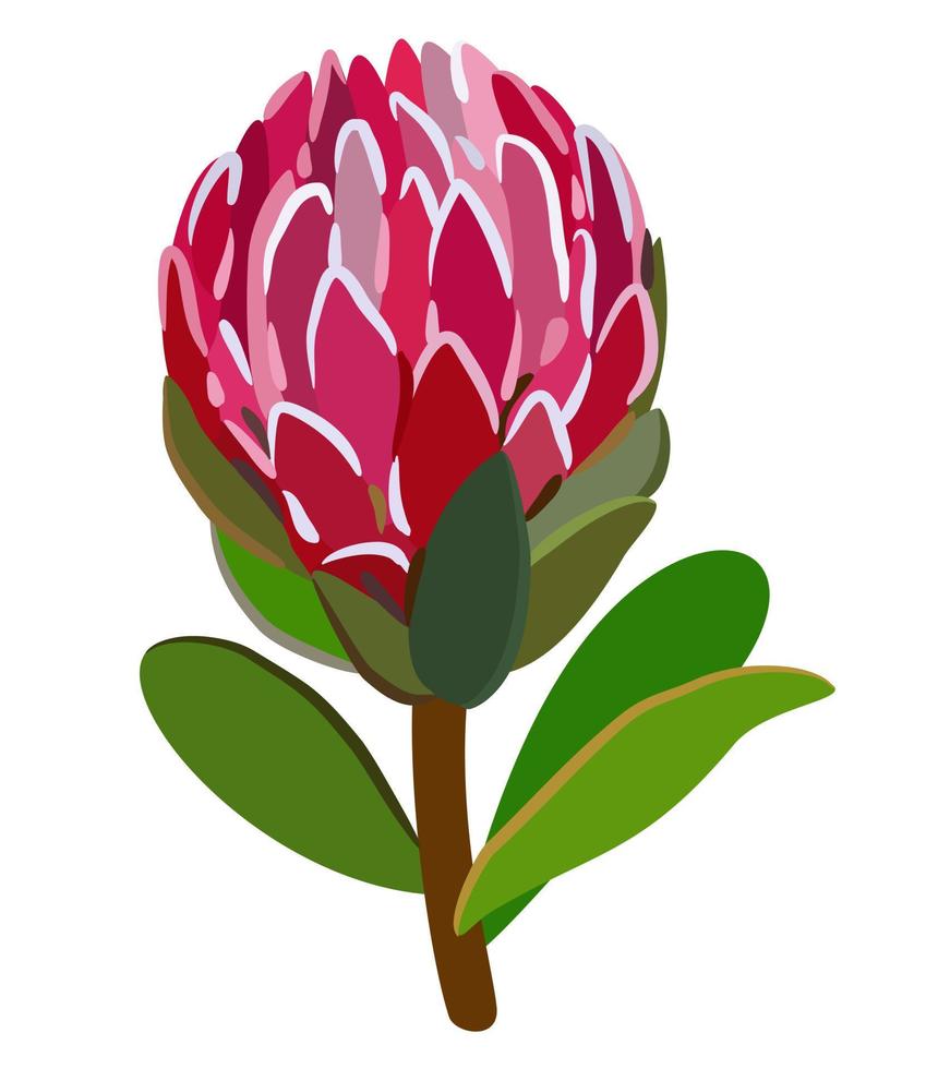 Protea flower with leaves. Vector isolated illustration.