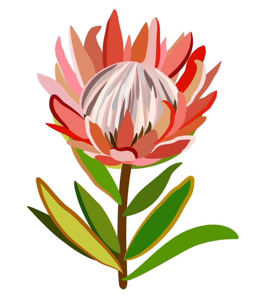 Protea flower with leaves. Vector isolated illustration.
