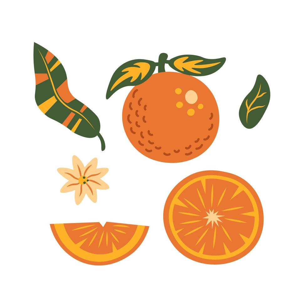 Orange fruit elements vector collection