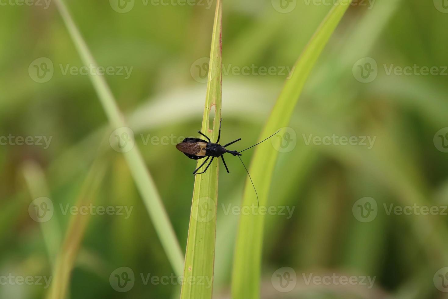 Assassin Bug on a blade of grass photo