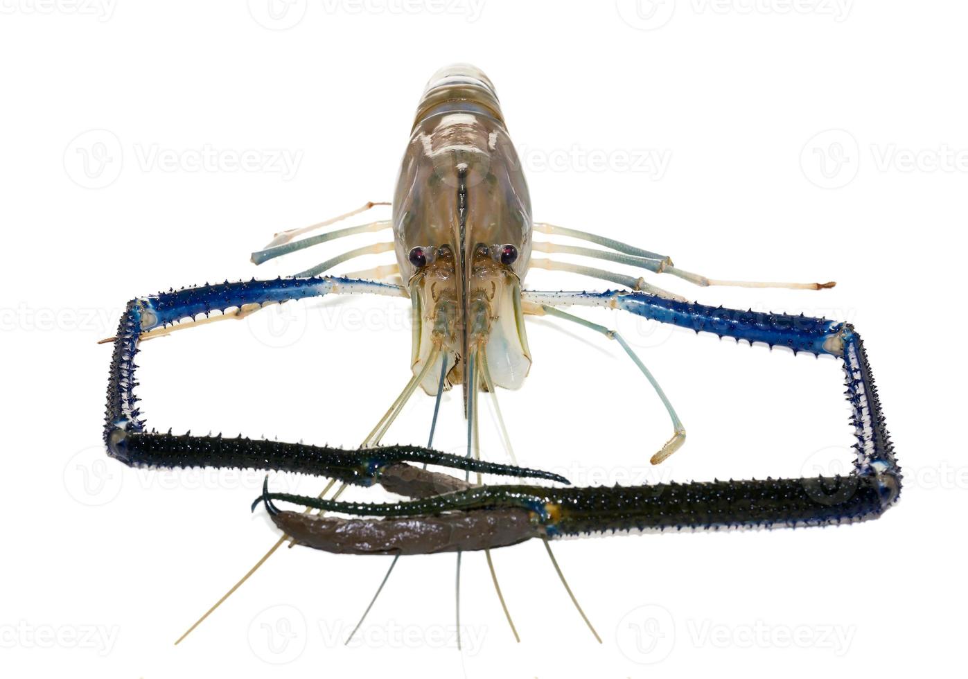Giant Freshwater Prawn photo