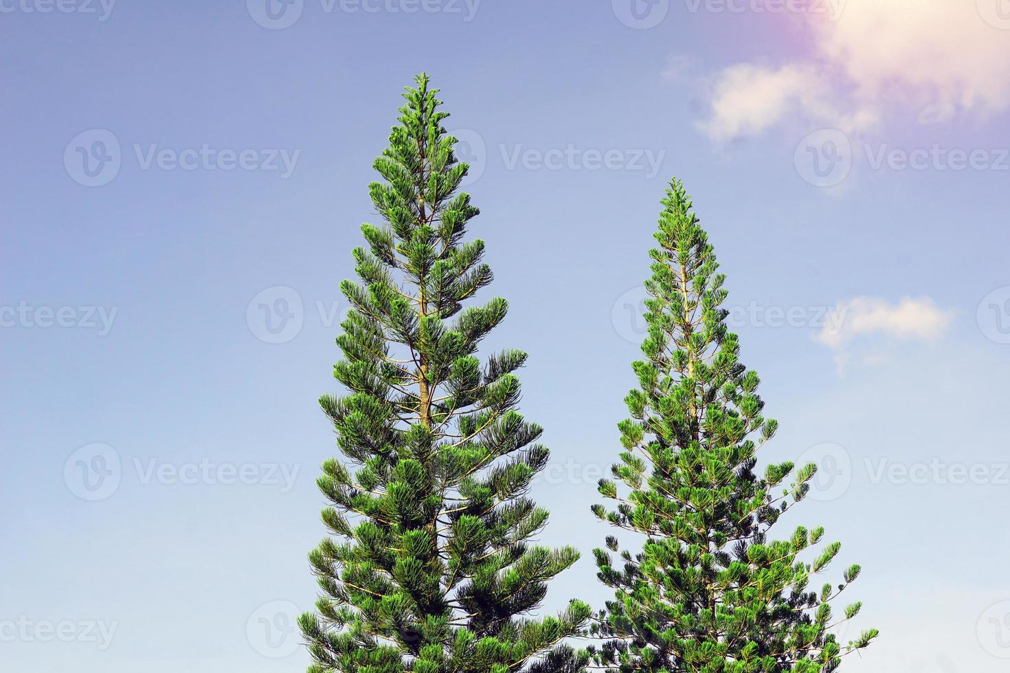 coral reef araucaria, Norfolk island pine is an ornamental plant, branched out into layers beautiful green leaves the canopy is not large Suitable for growing in pots and planted in the garden. photo