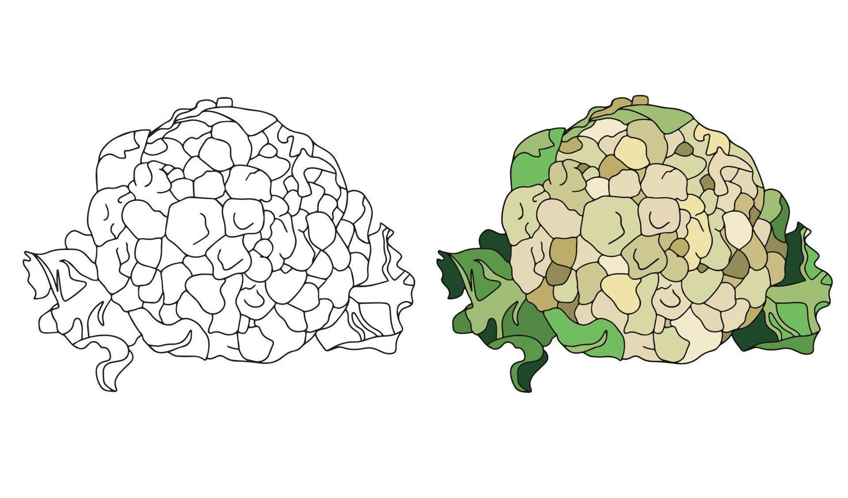 icono de coliflor en estilo plano. objeto aislado. verdura de la huerta. alimentos orgánicos. ilustración vectorial vector