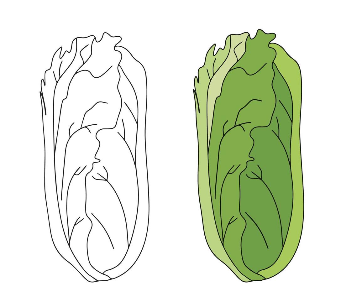 Romaine salad lettuce plant. Nature organic fresh green vegetable leaves. Vegetarian food. Vector illustration isolated on white background