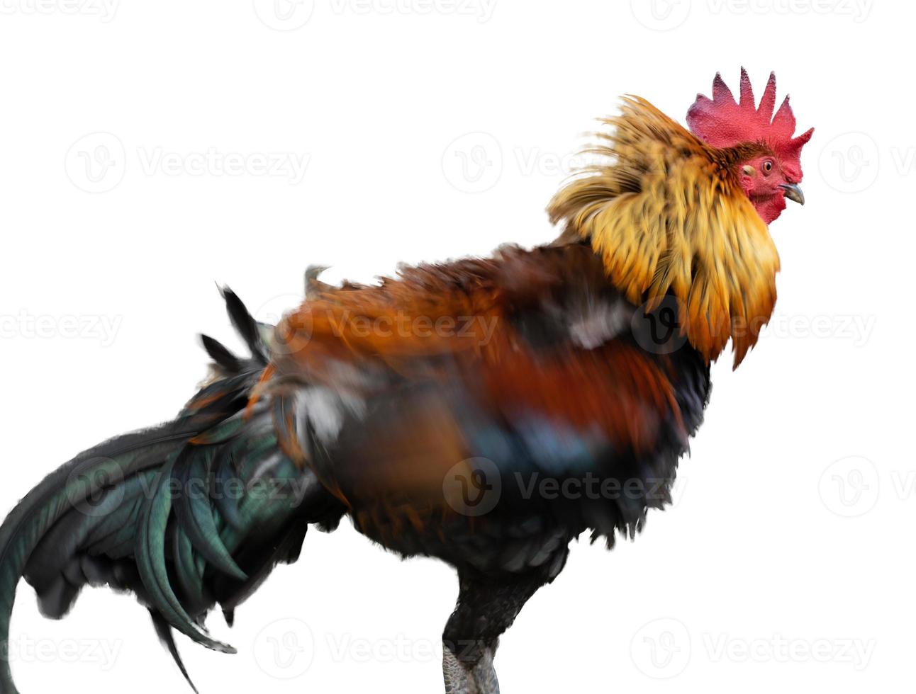 Chicken action flicking feathers on white background. photo