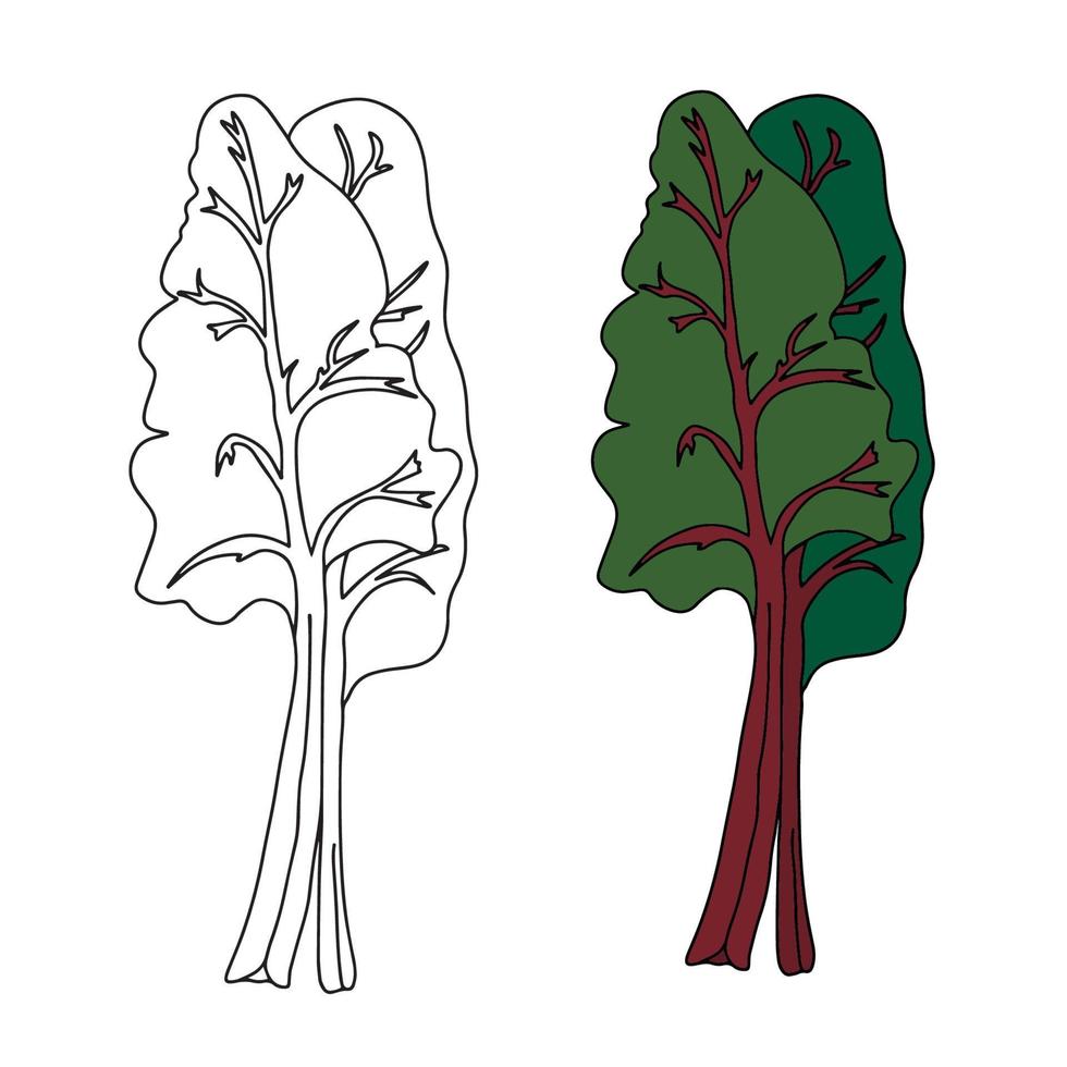 Mangold or swiss chard leaves. Healthy food nutrition product. Lifestyle concept, culinary herb. Flat vector illustration. Design element for menu, farm product promotion, healthy food, culinary.