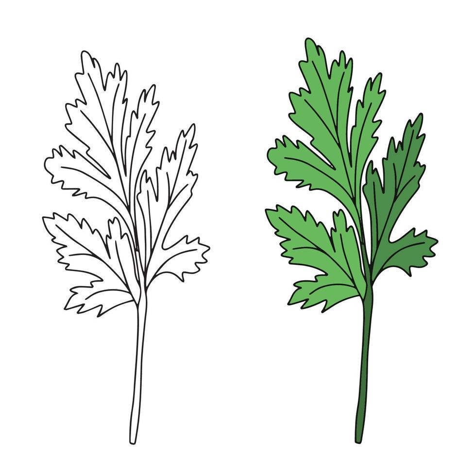 cilantro aislado sobre fondo blanco. ilustración vectorial de hierbas verdes aromáticas. vector