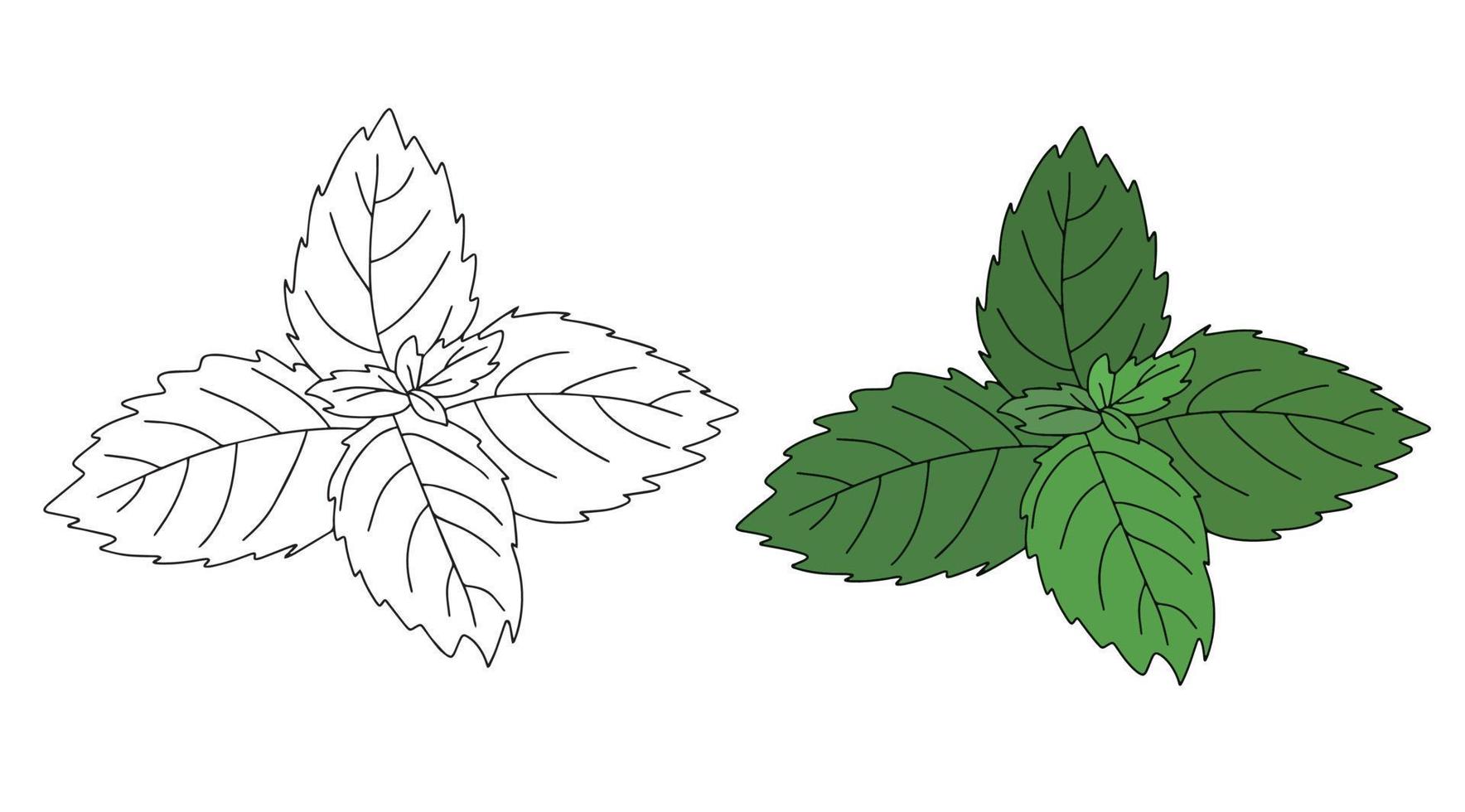 Mint leaf vector icon. Cartoon vector illustration of fresh mint. Isolated illustration of mint leaf icon in linear and flat style on white background