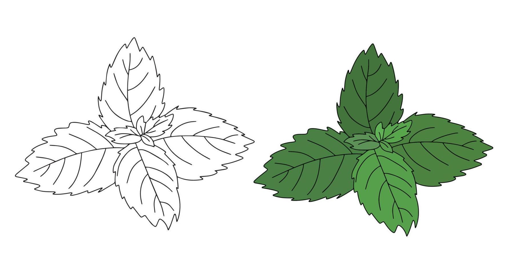 icono de vector de hoja de menta. ilustración vectorial de dibujos animados de menta fresca. ilustración aislada del icono de hoja de menta en estilo lineal y plano sobre fondo blanco