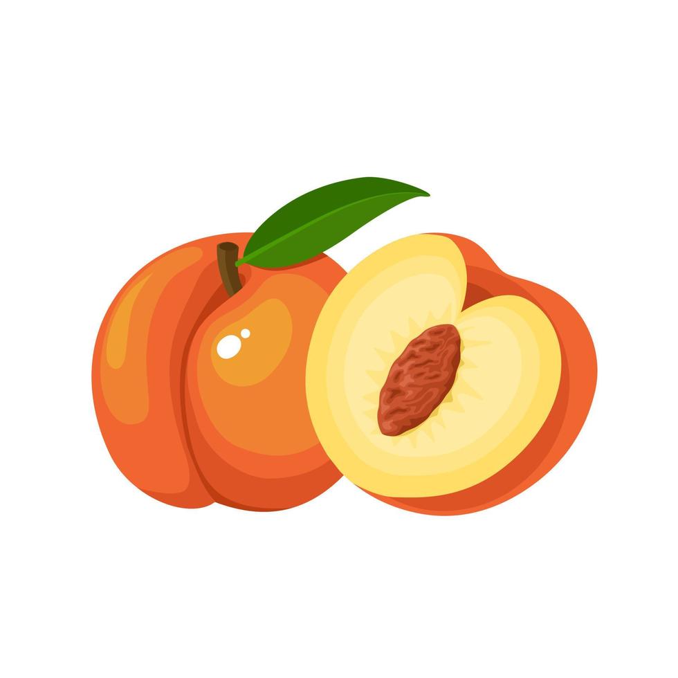 Vector illustration, fresh peach with slices, isolated on white background.