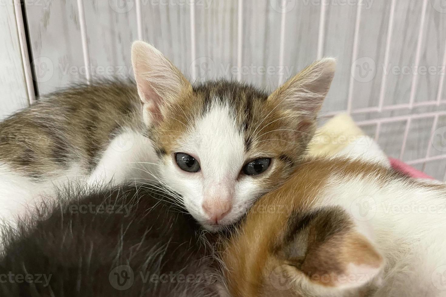 Baby cat sleeping. Ginger kitten on couch under knitted blanket. Two cats cuddling and hugging. Domestic animal. Sleep and cozy nap time. Home pet. Young kittens. Cute funny cats at home. photo