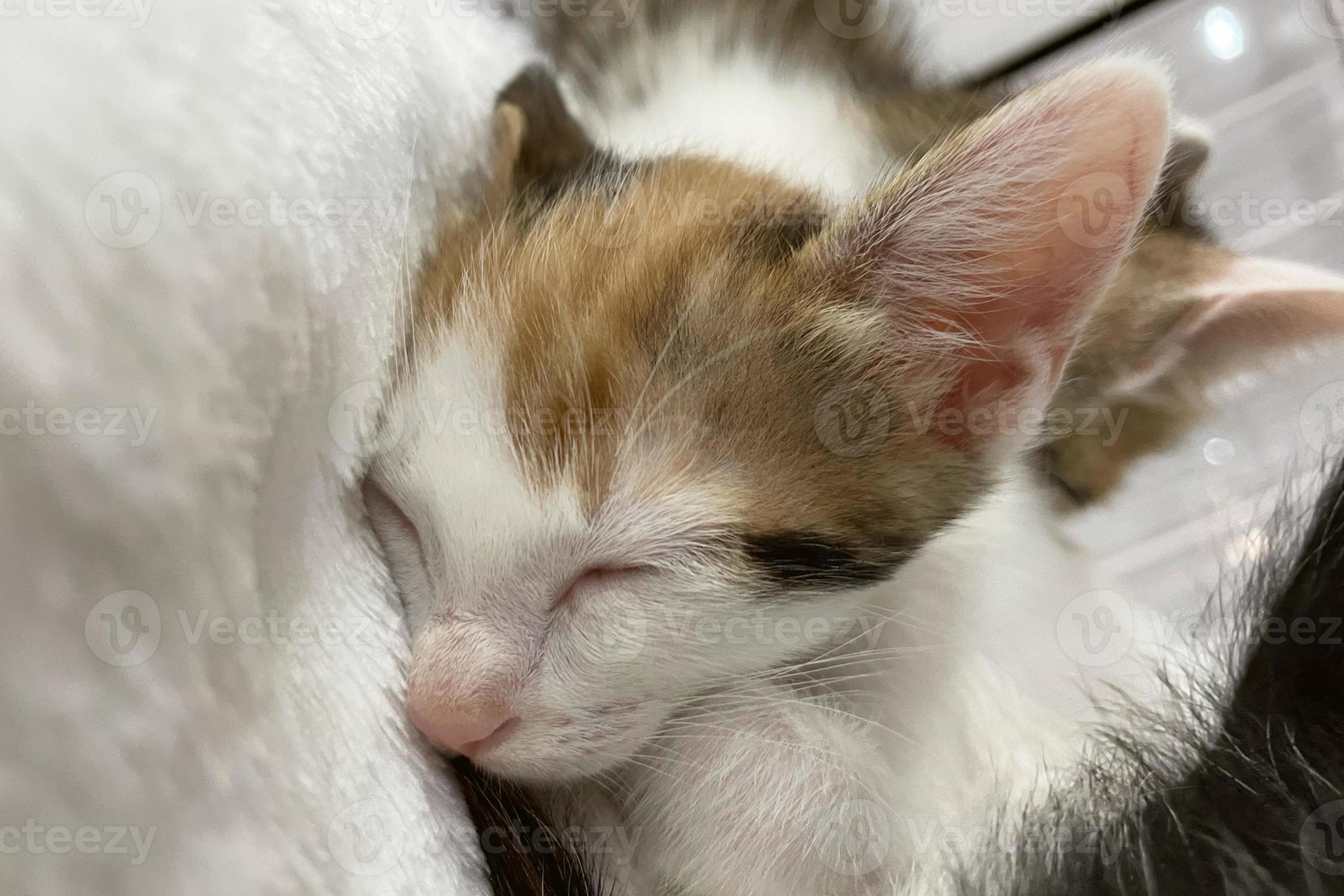 Baby cat sleeping. Ginger kitten on couch under knitted blanket. Two cats  cuddling and hugging. Domestic animal. Sleep and cozy nap time. Home pet.  Young kittens. Cute funny cats at home. 13225873