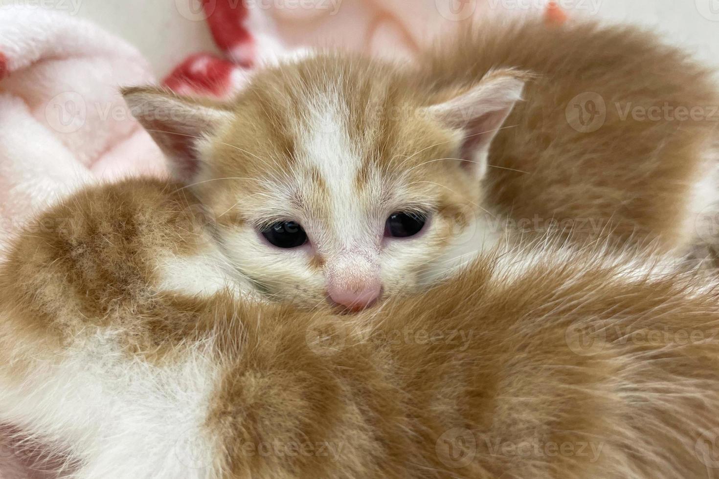 Baby cat sleeping. Ginger kitten on couch under knitted blanket. Two cats cuddling and hugging. Domestic animal. Sleep and cozy nap time. Home pet. Young kittens. Cute funny cats at home. photo