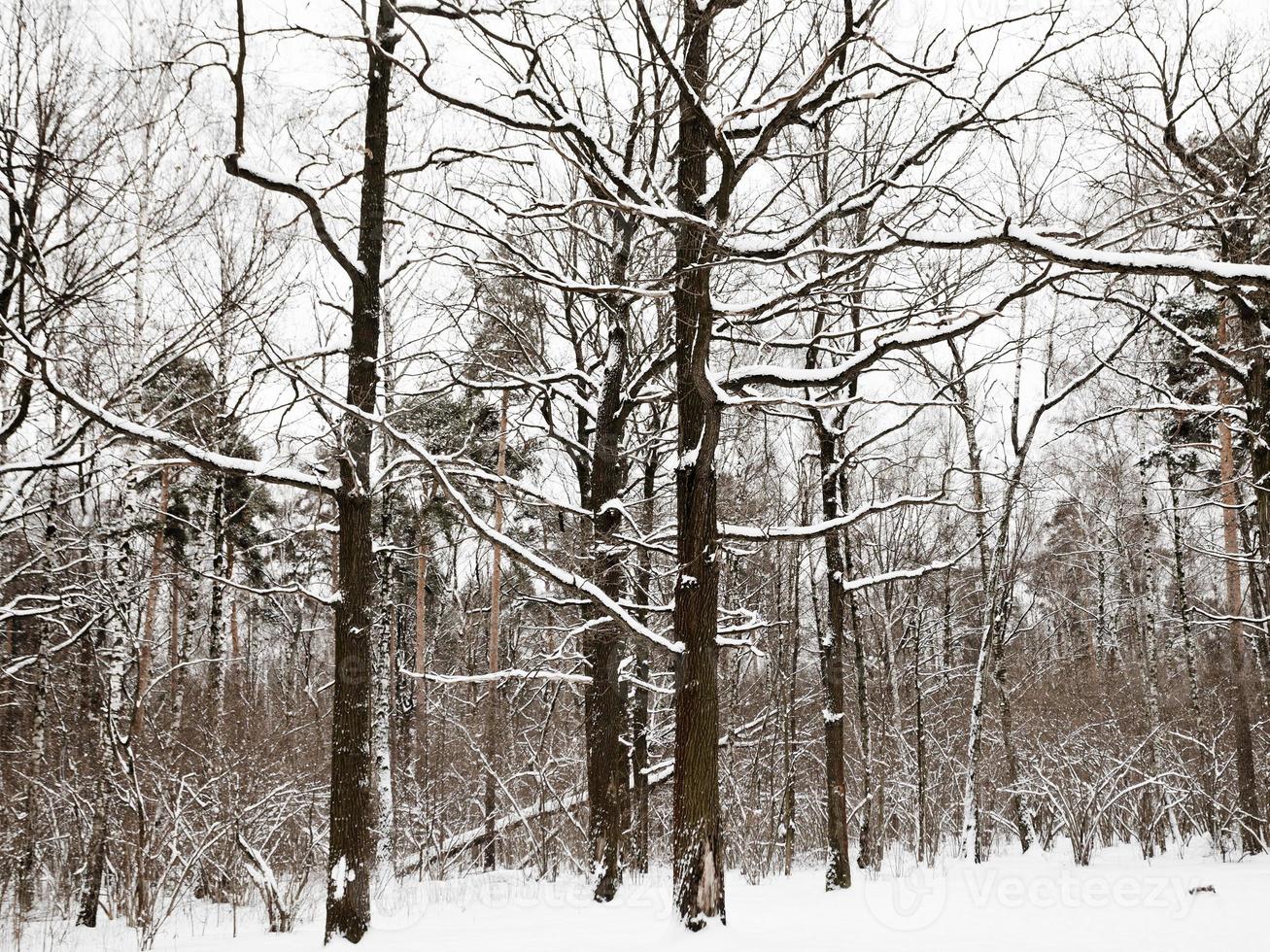 snowy oaks and pine trees in winter forest photo