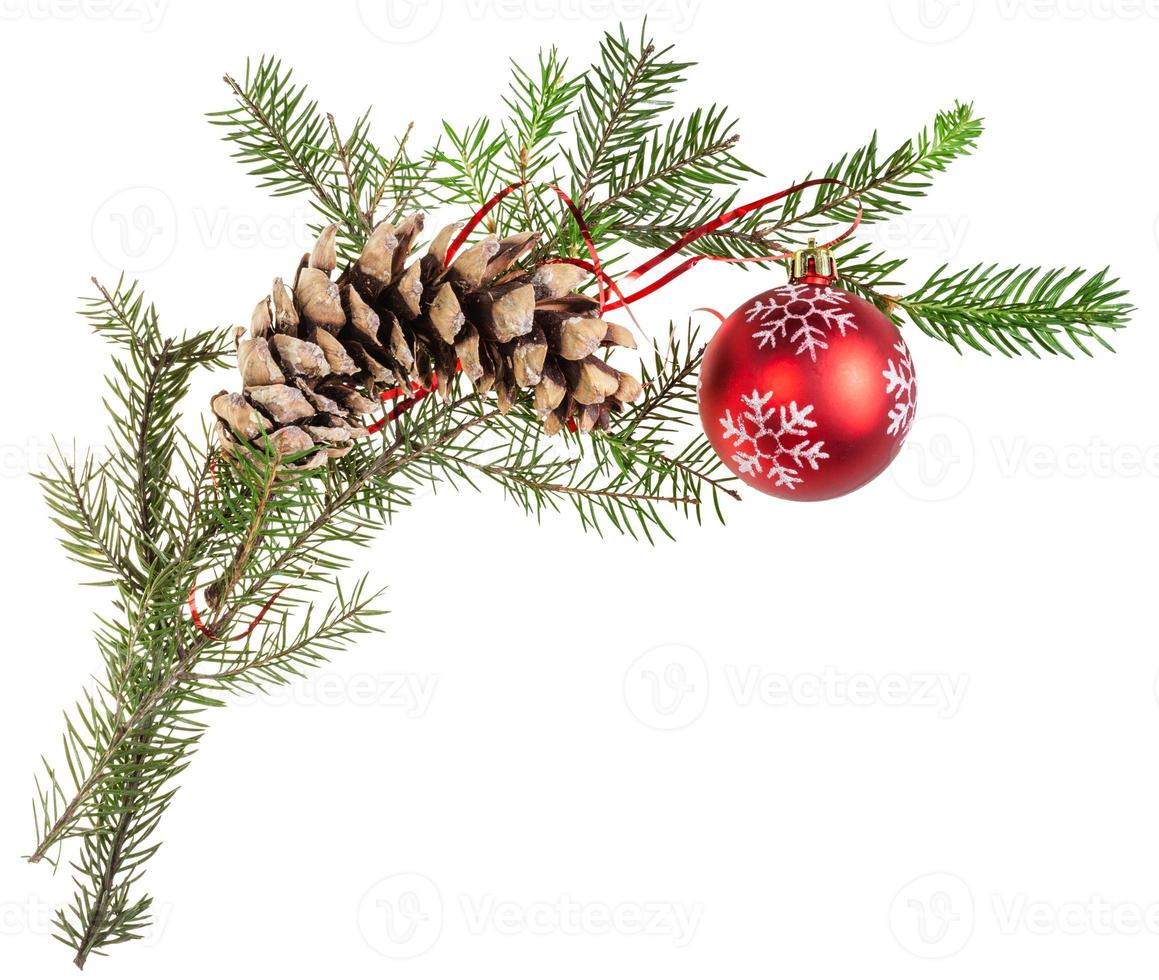 branch of spruce tree with cone and red ball photo