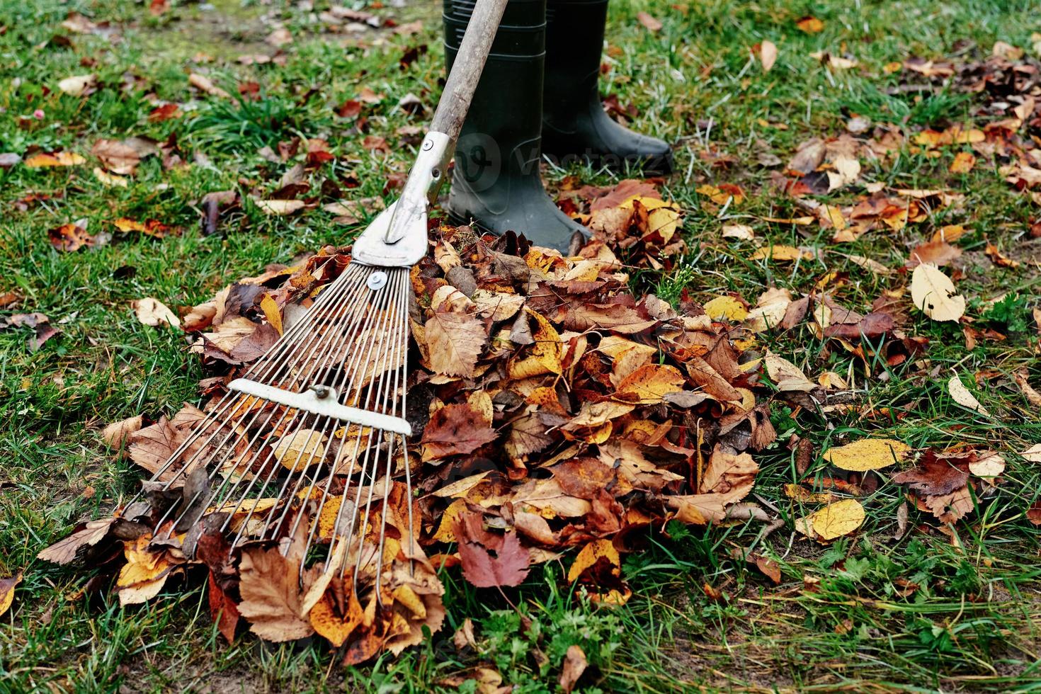 Woman raking pile of fall leaves at garden with rake photo