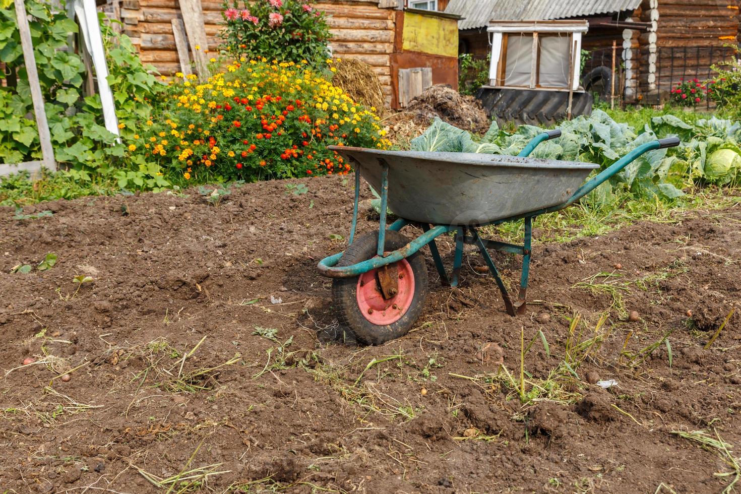 Empty wheelbarrow standing in the garden. Harvesting potatoes in autumn. photo