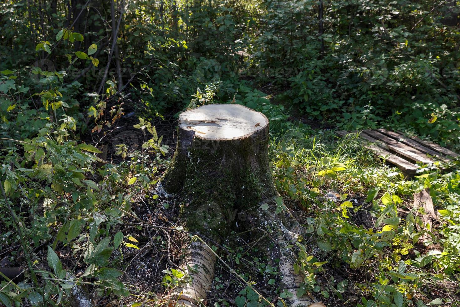 Aspen tree stump in the forest. Deforestation. photo