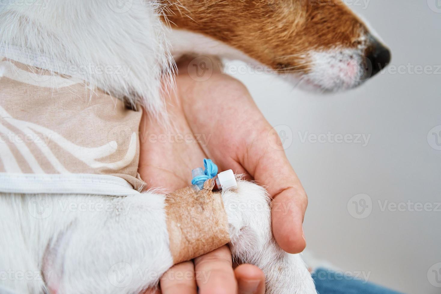 Dog with a bandaged catheter on his paw. Pet care photo
