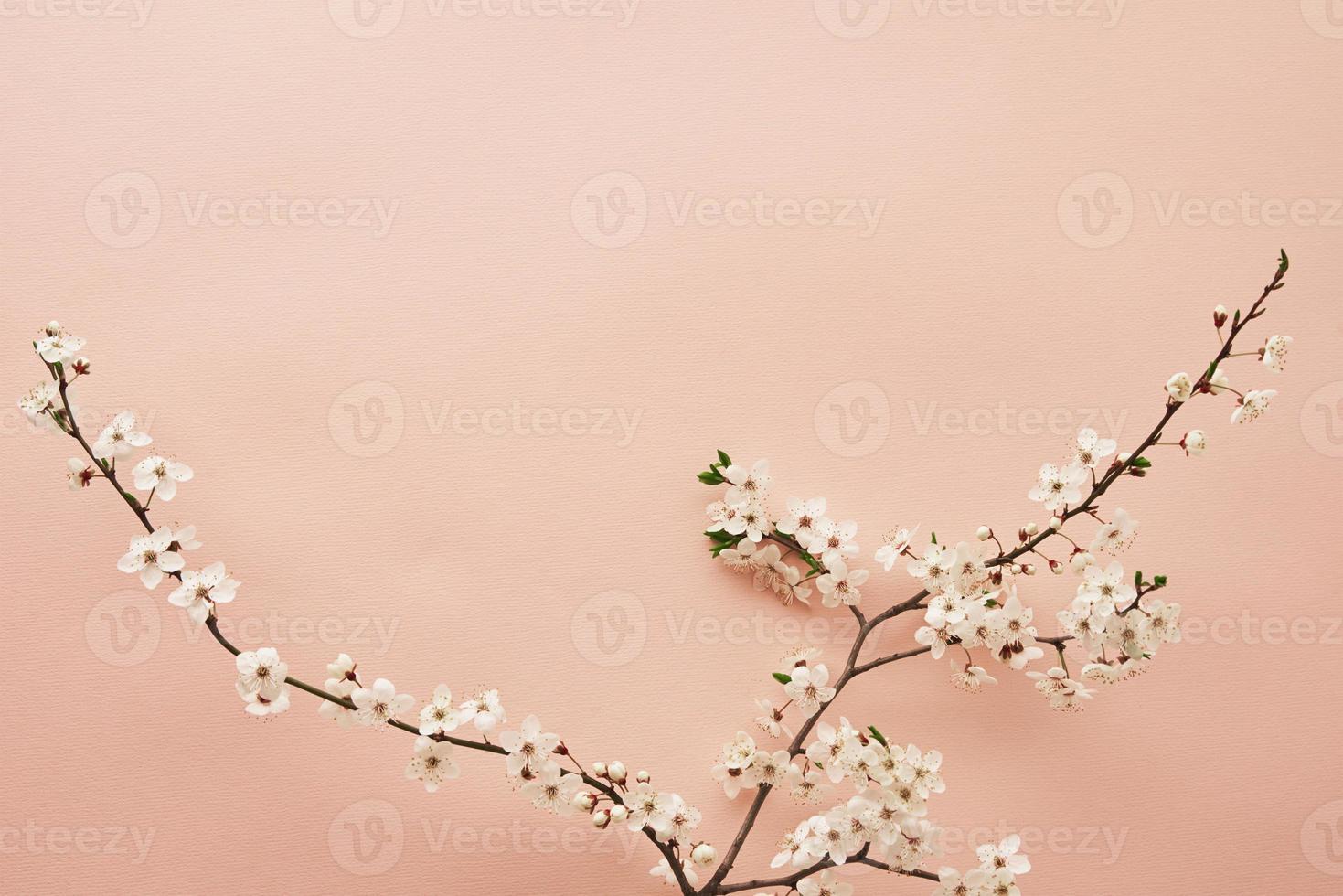 Blooming tree branch on pink background photo