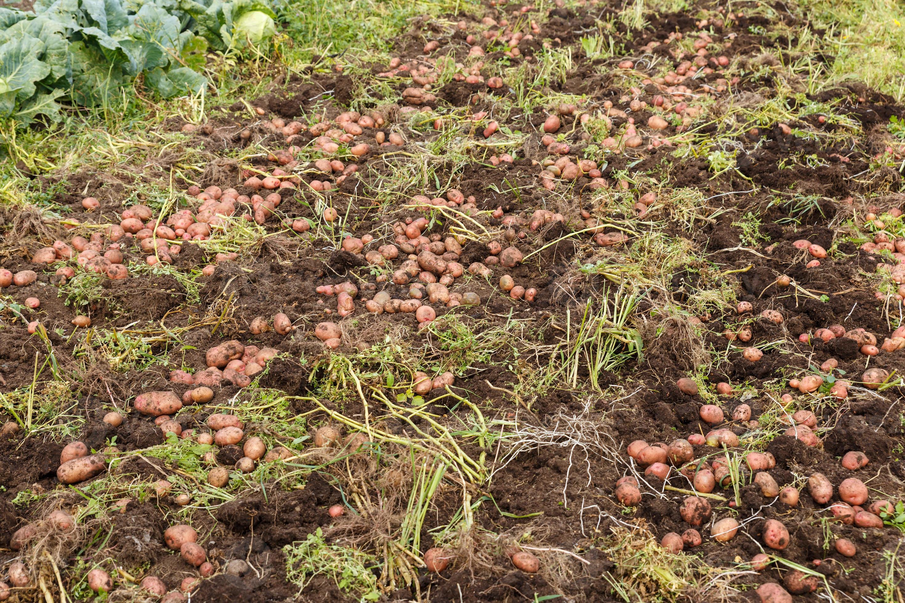 Harvesting potatoes. Dug up potatoes lying on the ground in a field