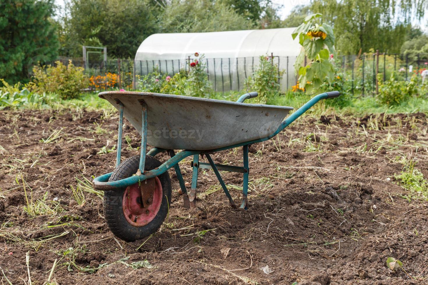 wheelbarrow standing in the garden. Harvesting potatoes. photo