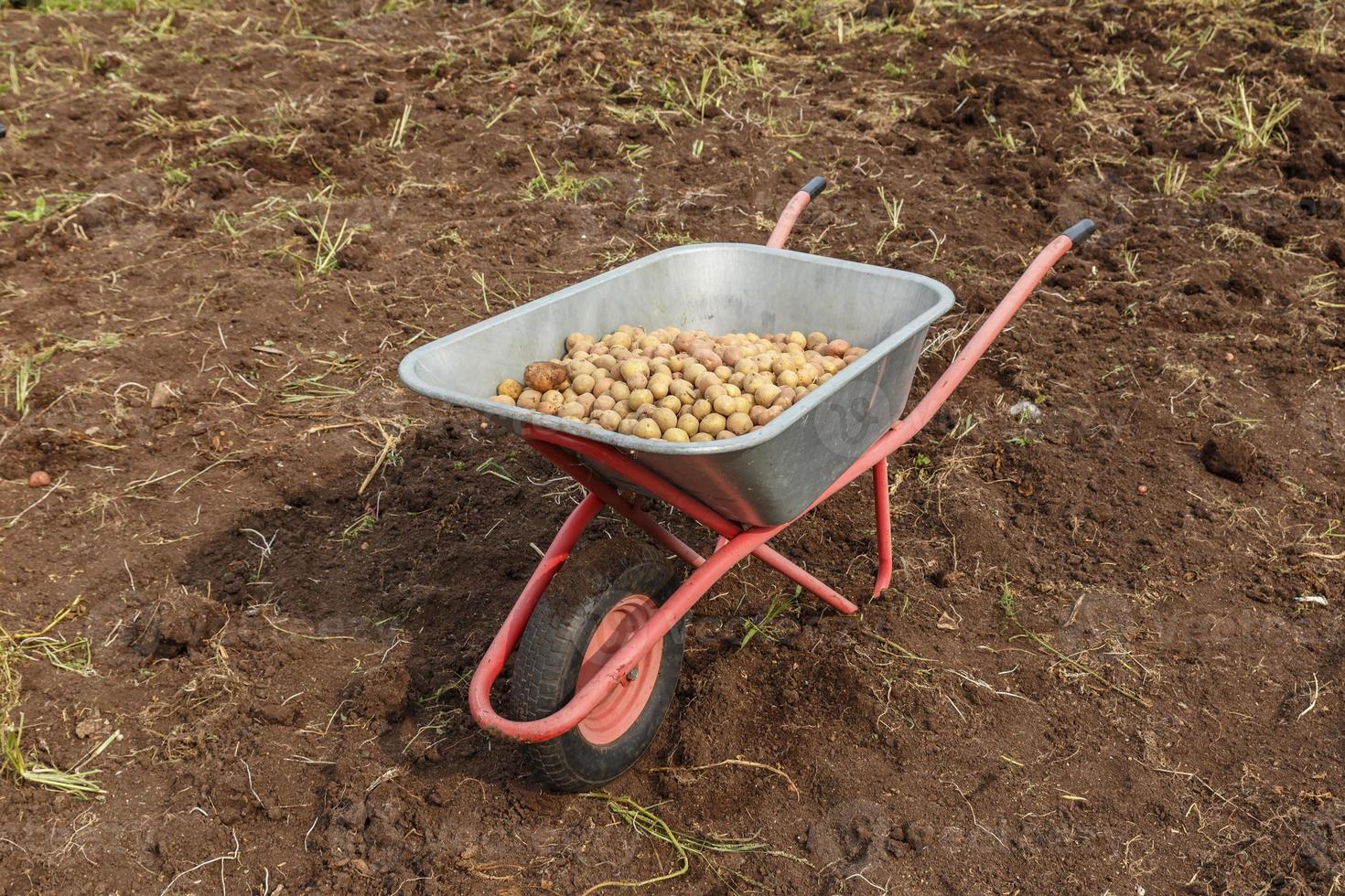 Fresh potatoes in a Garden wheelbarrow. Harvesting potatoes in autumn. photo