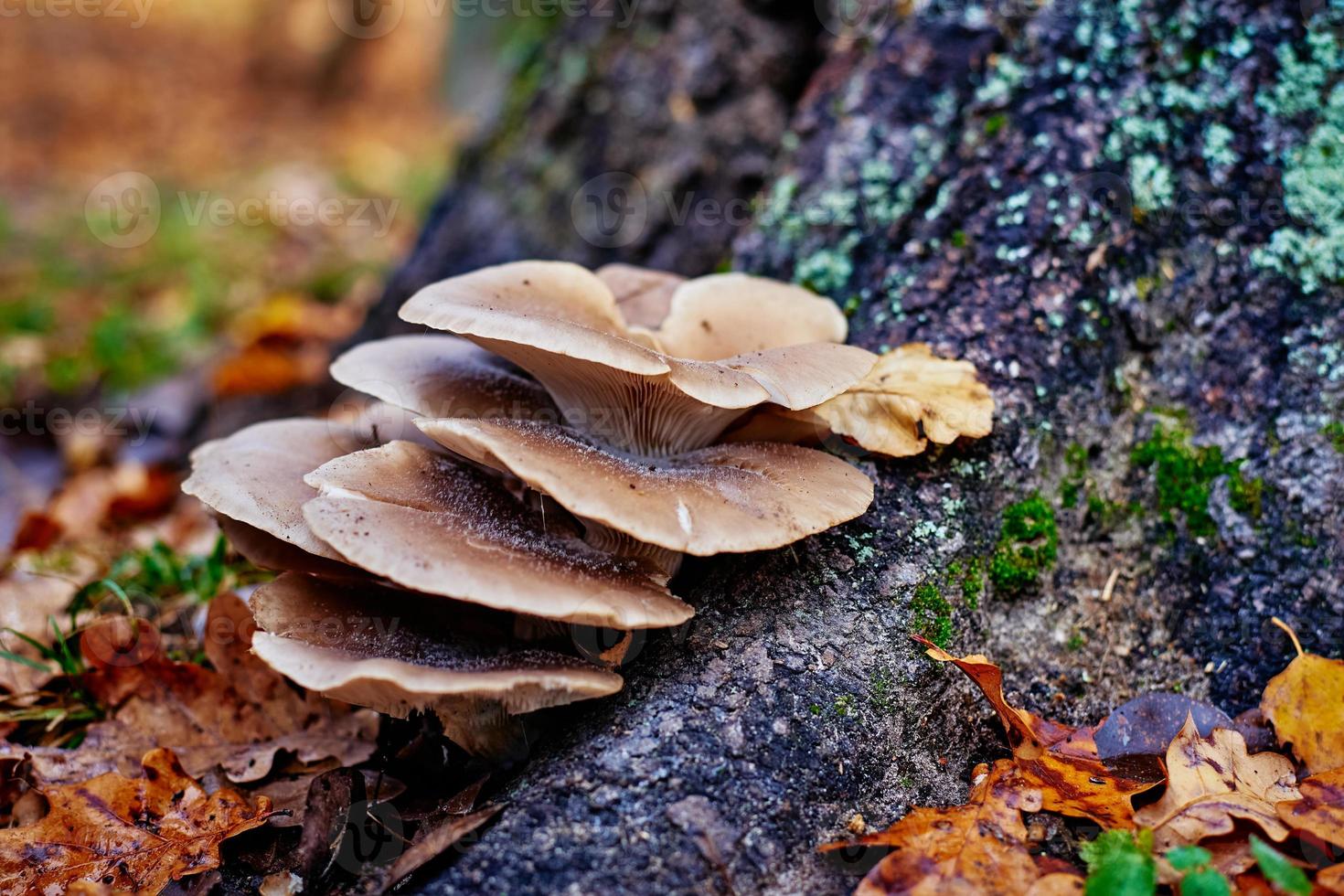 Oyster mushroom on the tree in autumn photo