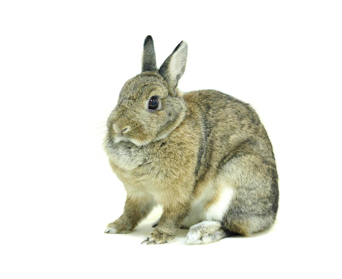 Small brown rabbit isolated on white photo