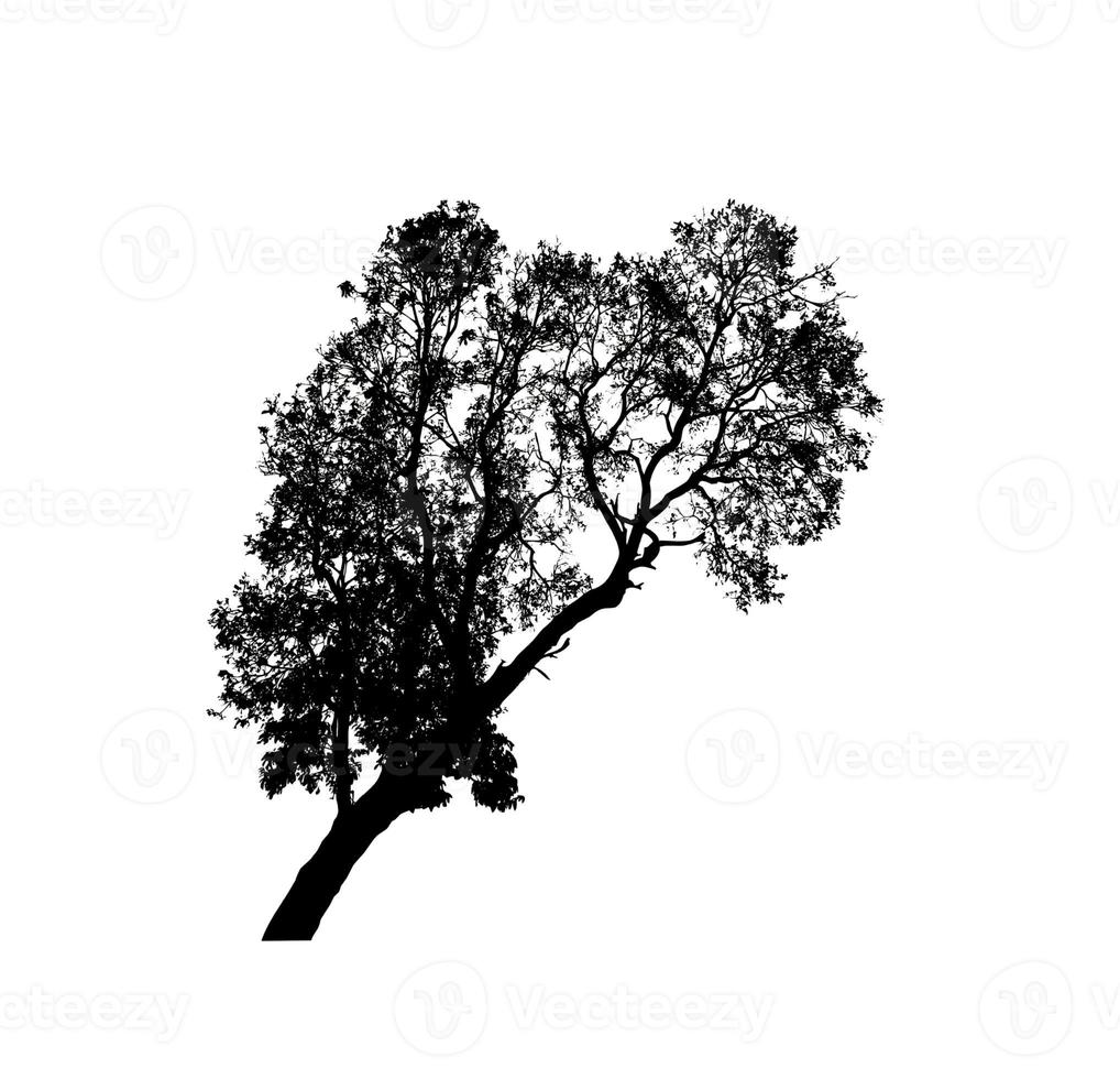 Isolated tree silhouette for brush on white background photo