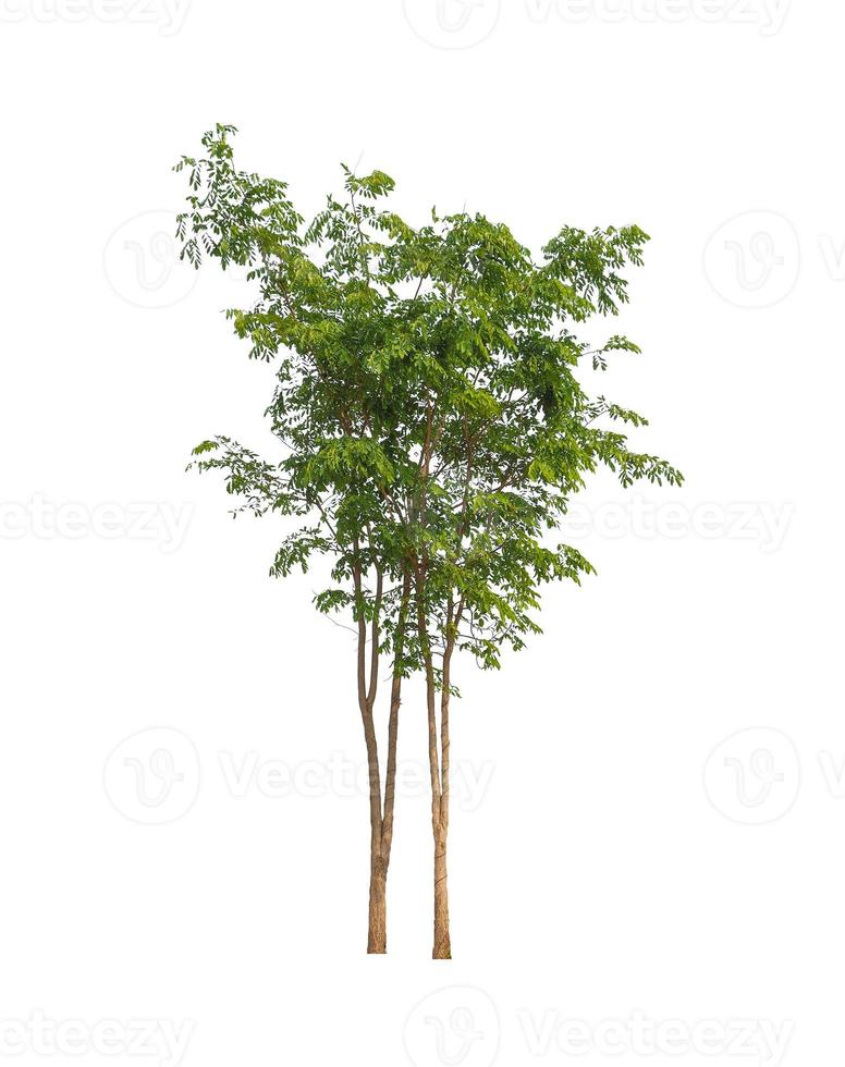 Trees that are isolated on a white background are suitable for both printing and web pages photo