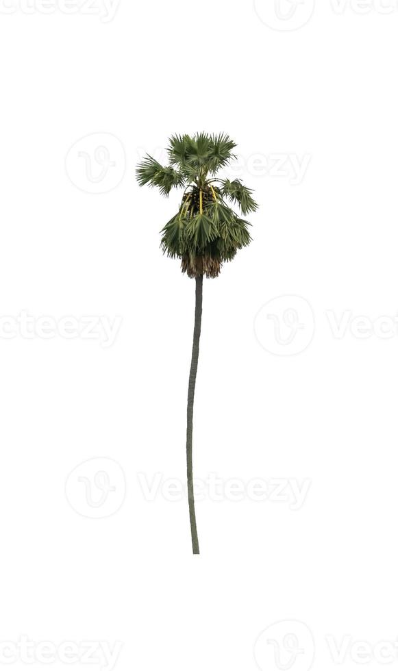 sugar palm that are isolated on a white background are suitable for both printing and web pages photo