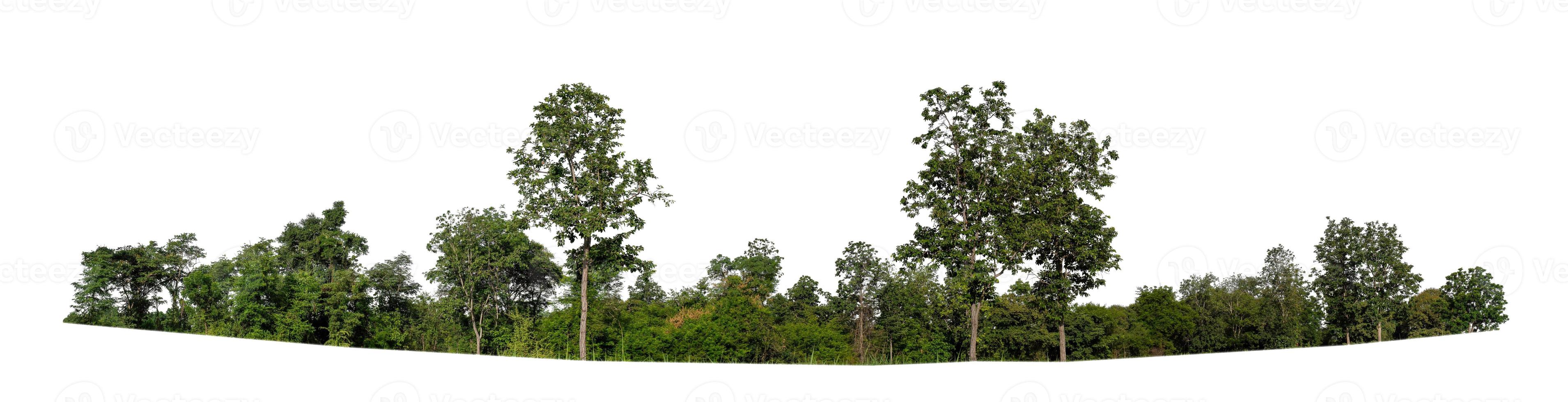 bosque y follaje en verano tanto para impresión como para páginas web aisladas en fondo blanco foto