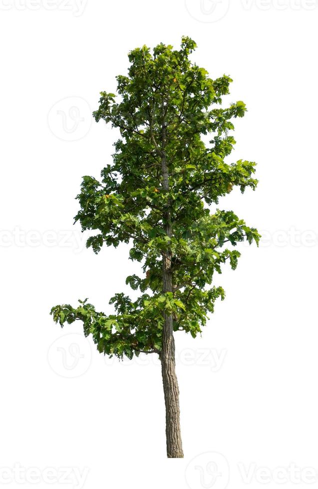 Tree that are isolated on a white background are suitable for both printing and web pages photo