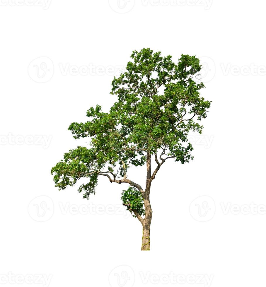 Trees that are isolated on a white background are suitable for both printing and web pages photo