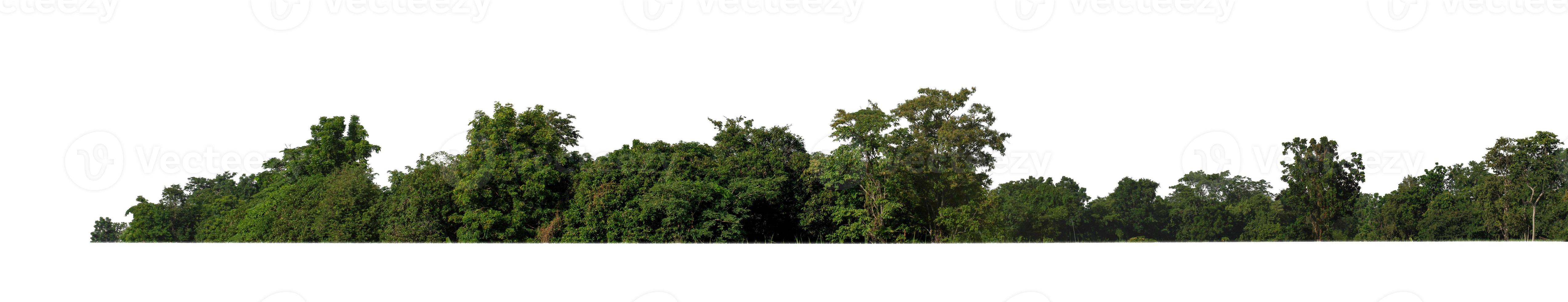 bosque y follaje en verano tanto para impresión como para páginas web aisladas en fondo blanco foto