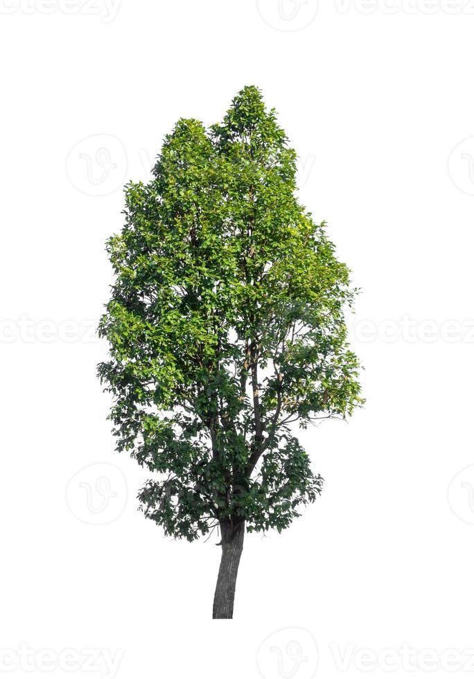 tree isolated on white background photo