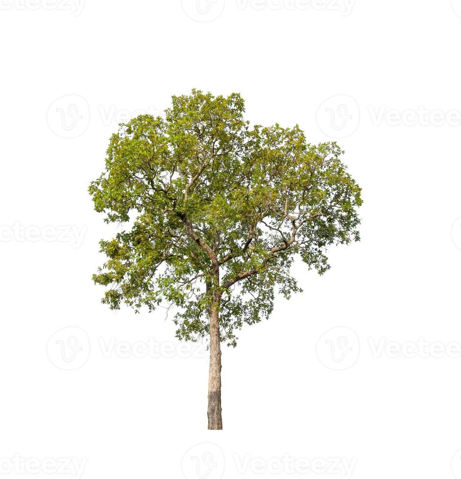 Tree that are isolated on a white background are suitable for both printing and web pages photo