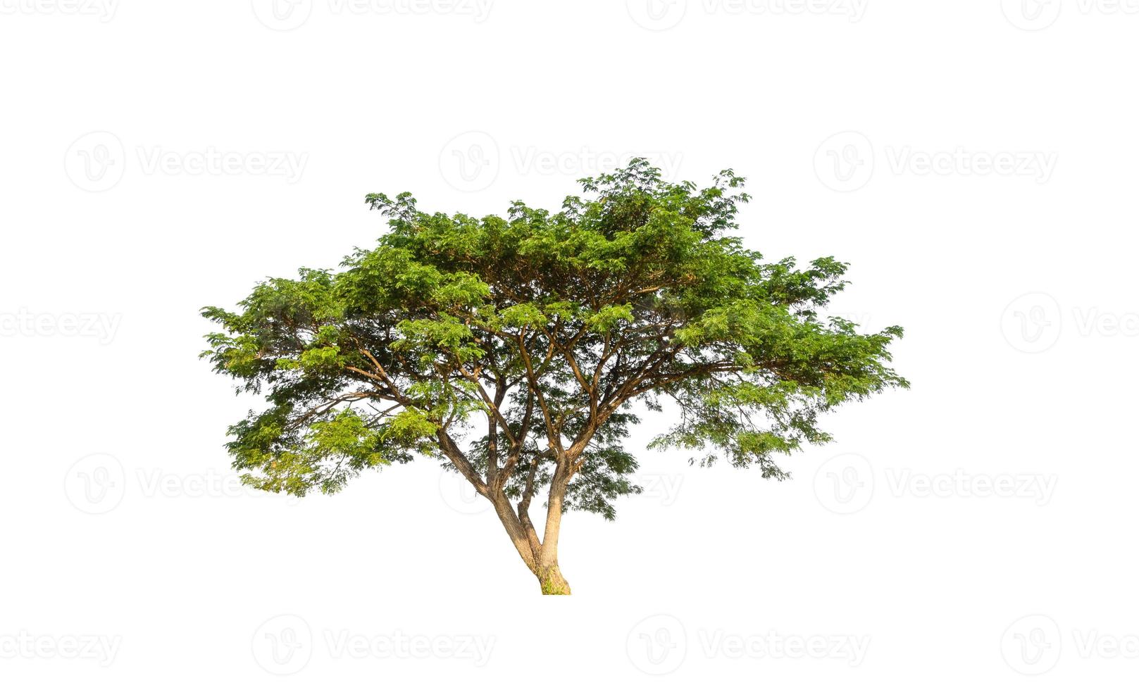 Tree that are isolated on a white background are suitable for both printing and web pages photo