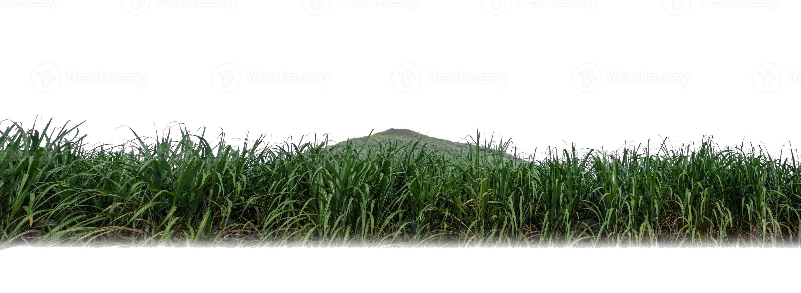 Sugar cane isolated on white background and cliping path photo