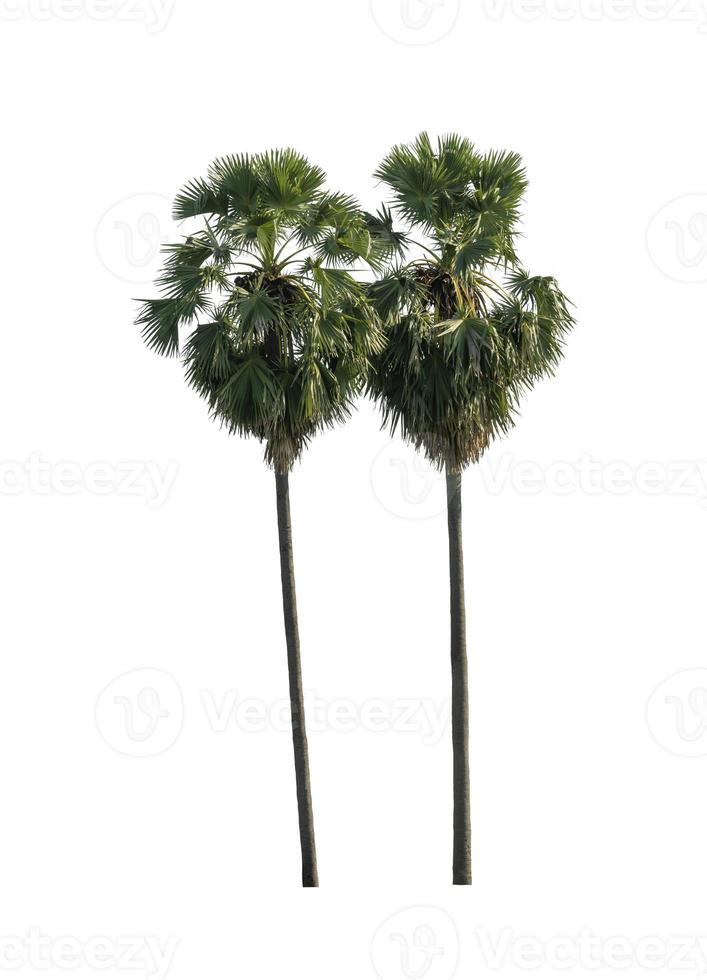 sugar palm that are isolated on a white background are suitable for both printing and web pages photo