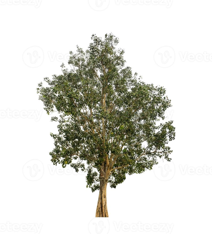 Tree that are isolated on a white background are suitable for both printing and web pages photo