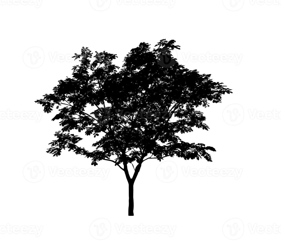Isolated tree silhouette for brush on white background photo