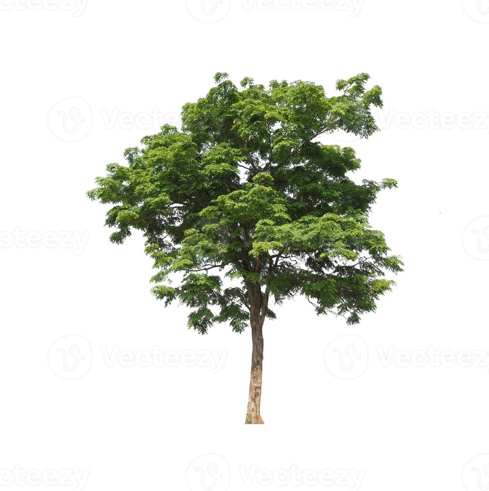 Trees that are isolated on a white background are suitable for both printing and web pages photo