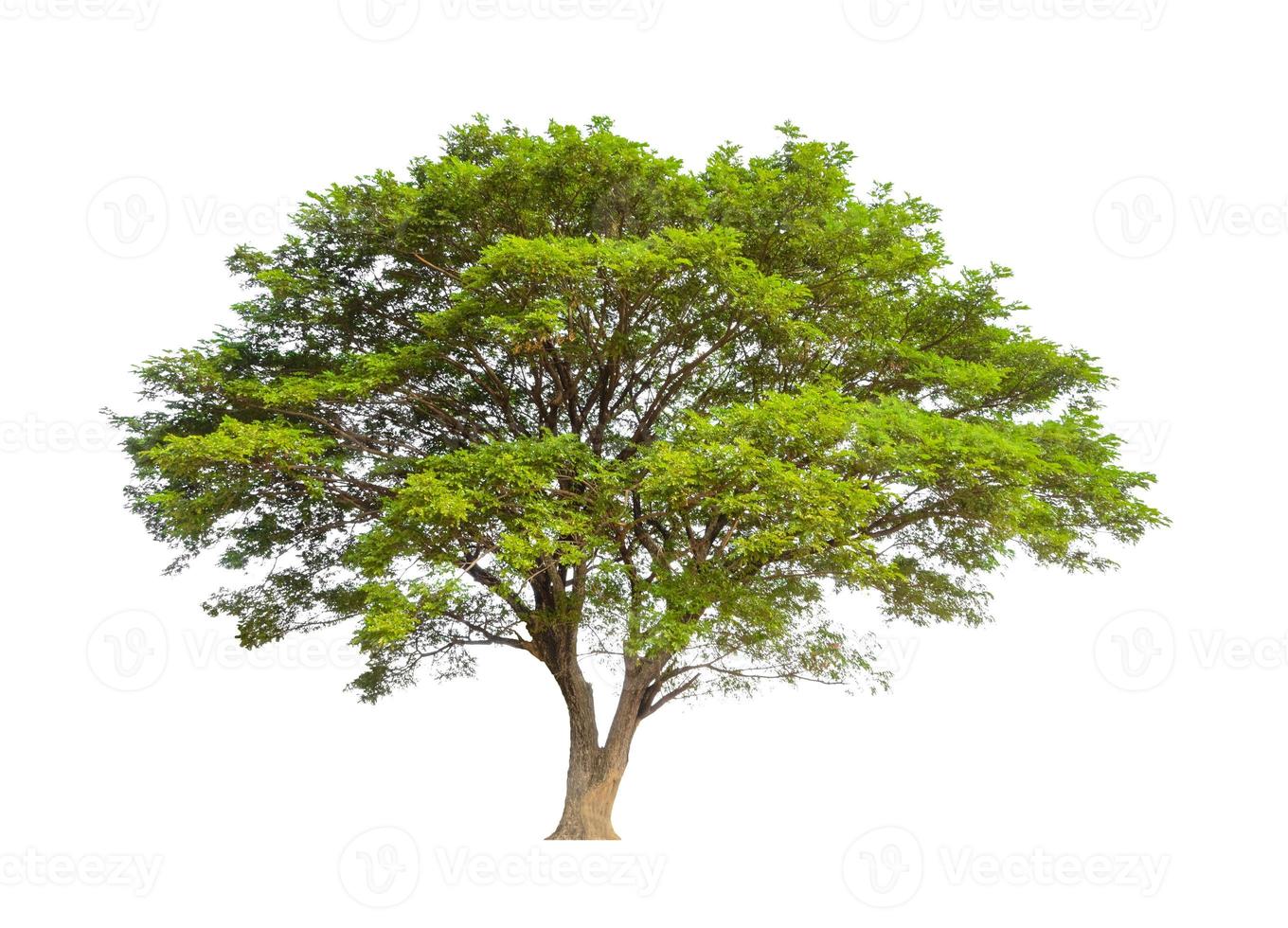 Trees that are isolated on a white background are suitable for both printing and web pages photo